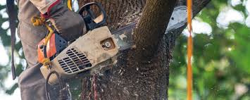Best Root Management and Removal  in Moodys, OK