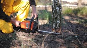 Best Tree Mulching  in Moodys, OK
