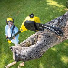 Best Stump Grinding and Removal  in Moodys, OK