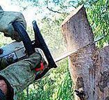 Best Tree Health Inspection  in Moodys, OK