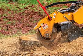 Trusted Moodys, OK Tree Services Experts