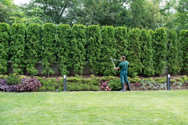 Best Tree Disease Treatment  in Moodys, OK