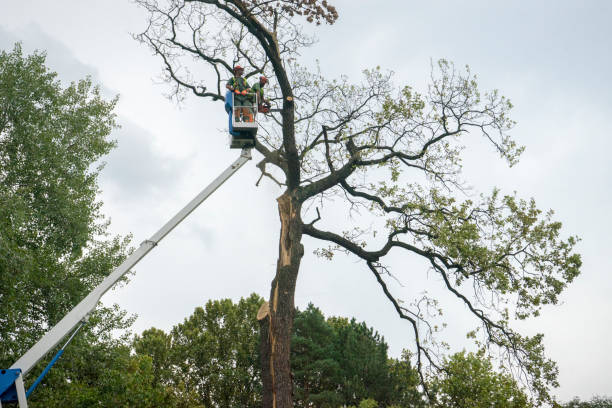 Best Fruit Tree Pruning  in Moodys, OK